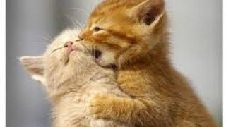 kittens funny compilations