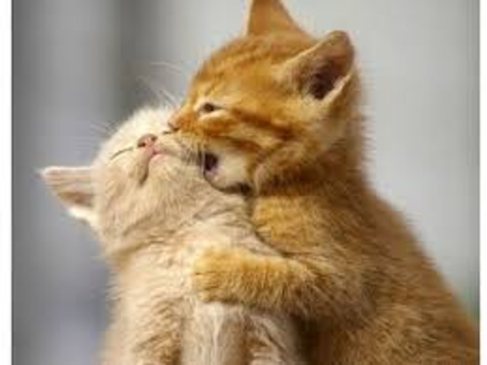 kittens funny compilations