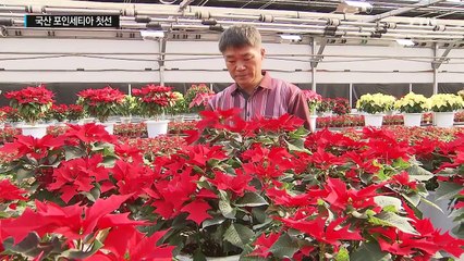 로열티 받는 국산 포인세티아 첫 선 / YTN (Yes! Top News)