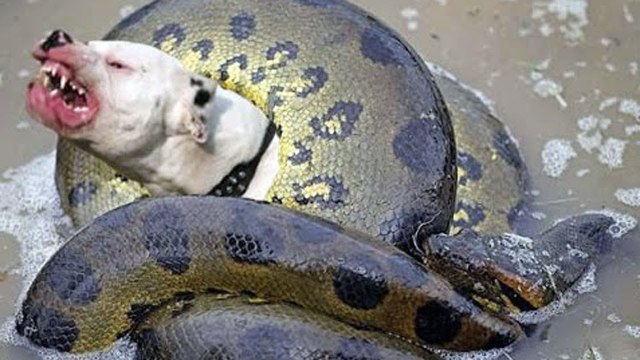 Lucha Increíble - Anaconda vs Perro - Perros vs Otras Serpientes (REAL!!)
