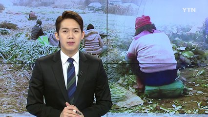 갑자기 추워진 날씨...겨울 채비로 바쁜 농촌 들녘 / YTN (Yes! Top News)