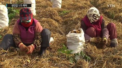 생강값 1/5 폭락...'가격 널뛰기' 되풀이 / YTN (Yes! Top News)