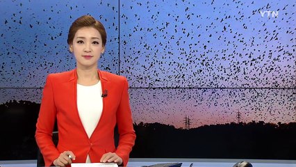 태화강에 까마귀 돌아왔다...내년엔 철새 축제 열어 / YTN (Yes! Top News)