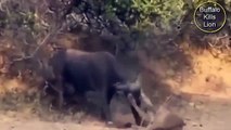 Group of Buffalo Kills Lion Tries To Climb Tree -Buffalo Attack Lion Night    Caught On Camera (HD)