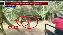 Lion Afraid Of Buffalo At Gir Forest Caught On Camera   Gujarat   ABN Exclusive