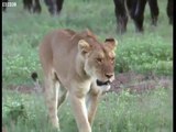 Lion Pride Vs. Buffalo - Attenborough  Trials of Life - BBC