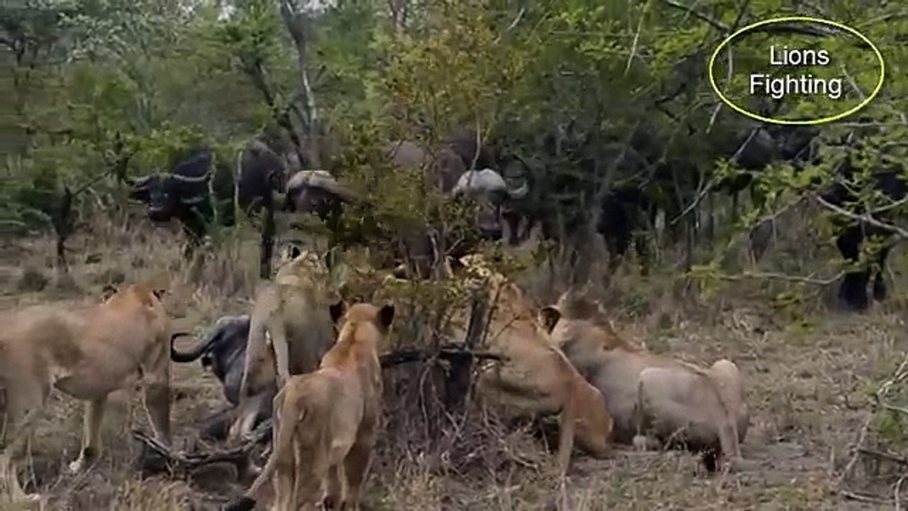 Lion vs Buffalo Real Fight-5 Lions Kills One African Buffalo    Fight To Death