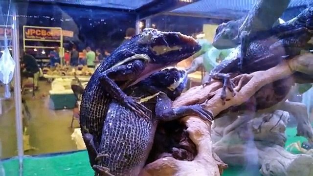 Megalodon, Slender Man, Giant Snakes, UFO s, Aliens, Shark Attacks, Water on Mars, Amazing Year!