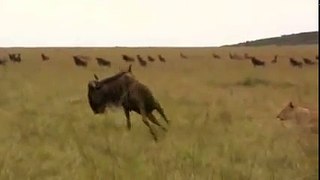 Wildebeest[2]