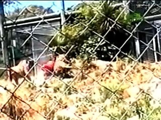 Lions Maul Zookeeper
