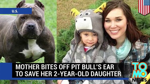 Pit bull attack pit bull attacks, pit bull saves, sex with pitbull compilation