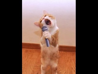 Funny Cat and Dog Dancing and Singing in the World