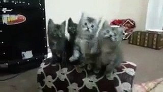Most Funny Watsapp Video   Cat Dancing