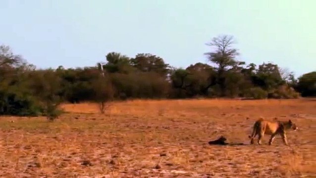 very emotional female loin leaving her broken back bone cub