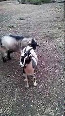 What Happens When a Female Goat Rejects a Male Goat