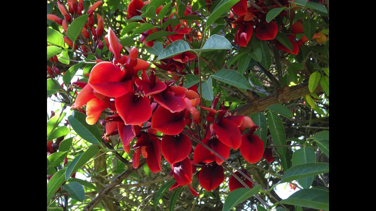 Les jardins du Portugal SHBL Mai 2015 ( part 3 Lisbonne et Sintra )