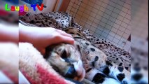 Savannah Cats Are So Adorable - Funny And Cute Big Cat Videos Compilation 2016