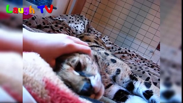 Savannah Cats Are So Adorable - Funny And Cute Big Cat Videos Compilation 2016