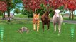 Sheep & Goat Finger Family Nursery Rhymes | Cartoon Kids Song For Children Rhymes