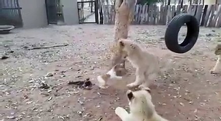 Un petit chiot maitrise trois lions