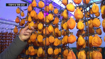 영동 산골 곶감 주황색 빛을 발하다 / YTN (Yes! Top News)