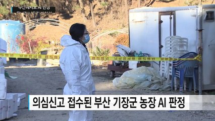 부산에서도 AI 판정...낙동강 방어선 무너져 / YTN (Yes! Top News)