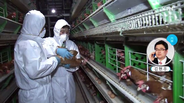 두 가지 AI 바이러스 동시 발생...장기화 우려 / YTN (Yes! Top News)