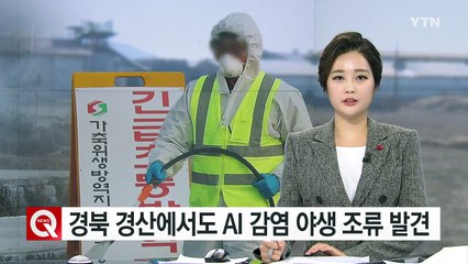 경북 경산에서도 AI 감염 야생 조류 발견 / YTN (Yes! Top News)