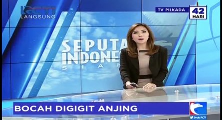 Asyik Mengejar Layangan, Seorang Anak Diserang Segerombolan Anjing