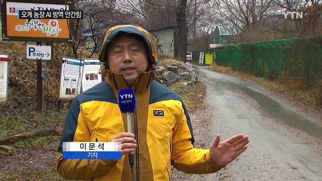 천연기념물 '연산 오계' 농장, AI 방역 안간힘 / YTN (Yes! Top News)