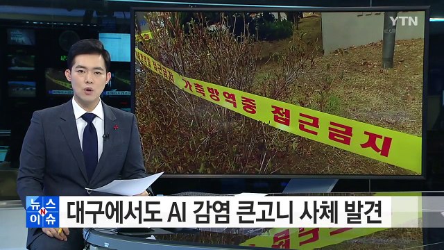대구에서도 AI감염 큰고니 사체 발견 / YTN (Yes! Top News)