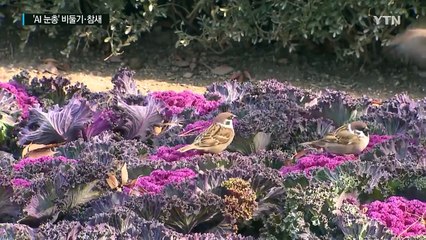 'AI 눈총' 비둘기·참새 "우린 AI 잘 안 걸려요" / YTN (Yes! Top News)