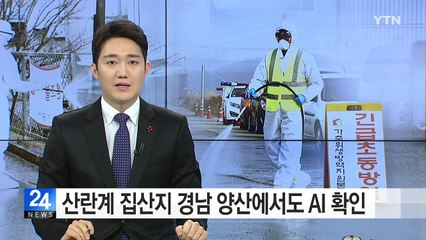 대표적 산란계 집산지 경남 양산에서도 AI 확인...고병원성 여부 28일 나올 듯 / YTN (Yes! Top News)