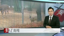 친구 '꽃사슴' 찾는 야생 '고라니' 화제...1년 동안 밤 나들이 / YTN (Yes! Top News)