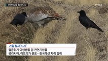 [영상] 천연기념물 철새 '느시' 10여 년 만에 발견 / YTN (Yes! Top News)