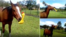 Cavalo encontra uma galinha de borracha no estábulo e faz dela o seu brinquedo favorito