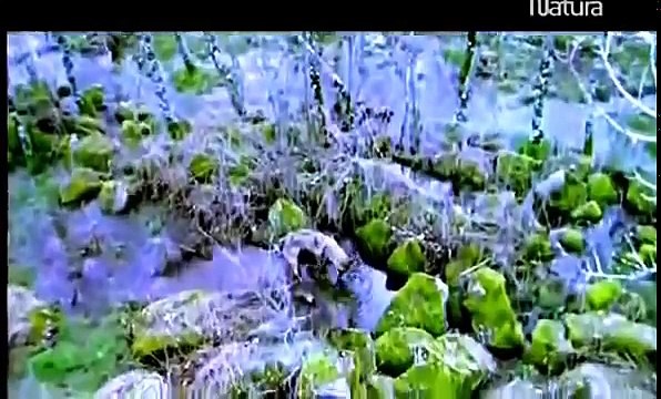 DOCUMENTALES DE ANIMALES SALVAJES -EL LOBO IBERICO,ANIMALES SALVAJES,VIDEO,DOCUMENTALES DE ANIMALES