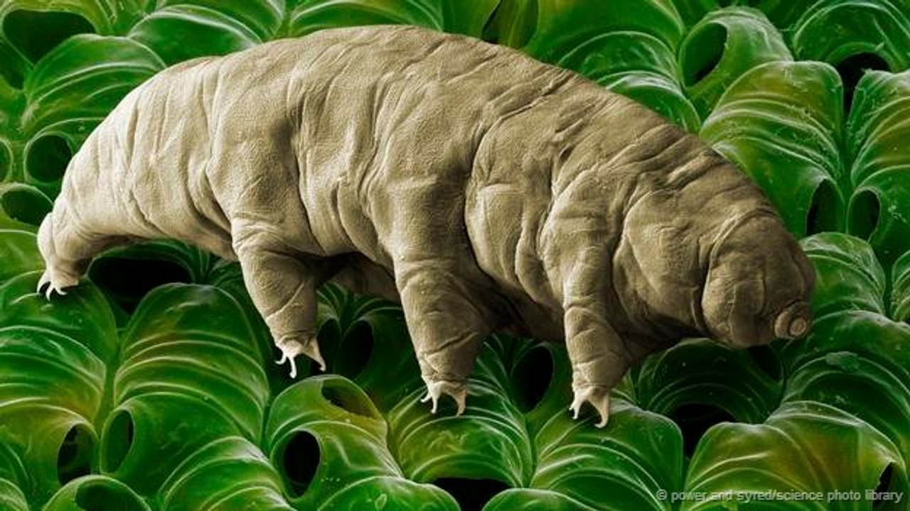 Kinh ngạc với sức sống của gấu nước water bear sinh vật bất tử