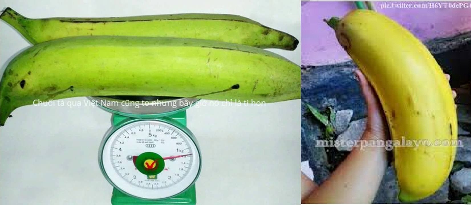 Giống chuối khổng lồ Musa Ingens