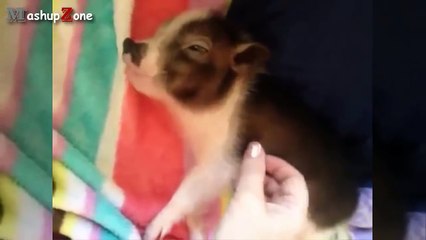 Cute Micro Pig - A Cute Mini Pig Videos Compilation 2015-Ikw5HhxC5UM