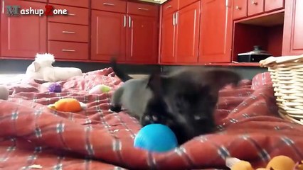 Cute Puppies - A Cute Puppy Videos Compilation 2015-U37lyRoECn4