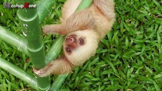 Cute Sloth - A Funny And Cute Sloth Videos Compilation 2015-7zbHQ9DlW0k