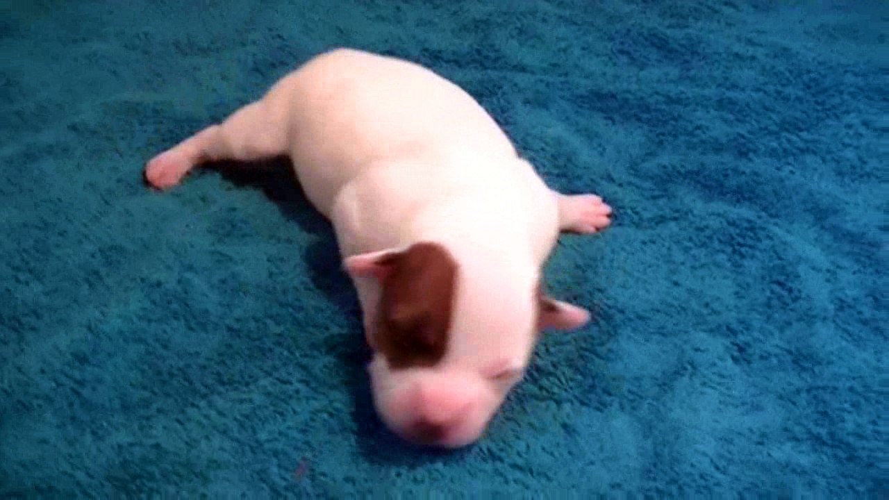 3ème vidéo Chiot Schtroumpf n°2 Mâle de la 27ème portée de STAFFORDLAND