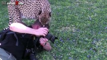 Tigers, Lions And Cheetahs Love To Cuddle - Big Cats Compilation-B72Krbb9t-U