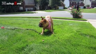 Top 10 Funny Bulldogs - A Funny Bulldog Videos Compilation 2015-en6hvpj_QLc