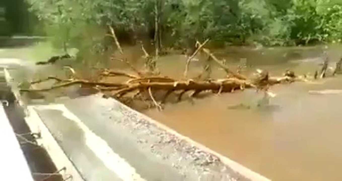 funny tree got cut it selfs