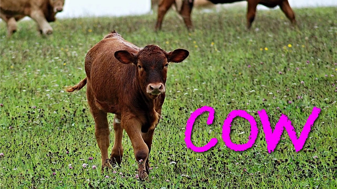 LEARN DOMESTIC ANIMALS IN ENGLISH-ei3j2G3c2Lo