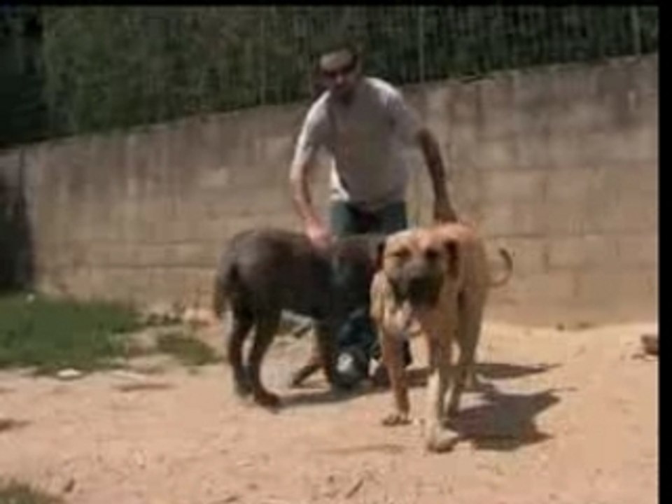 Pitbull amstaff LIL BULL - BULLS TRAILER NEW 2