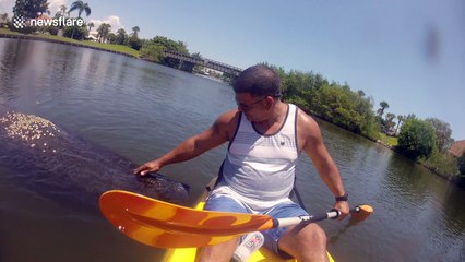Manatee Enjoys a Belly Rub