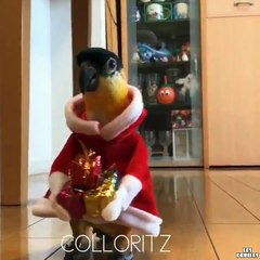 Un oiseau déguisé en Père-Noël